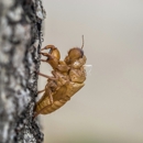 Cole Termite & Pest Control - Pest Control Equipment & Supplies