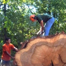 Sun and Seed Tree Service - Firewood