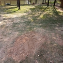 Stump Grinding Services - Tree Service