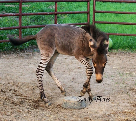 Carousel Acres - South Lyon, MI