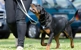 Adventure Trails Dog Camp - Dog Day Care