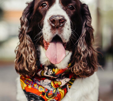 Orlando Pet Photography - Orlando, FL