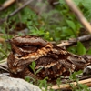 Rodent Solutions gallery