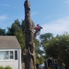 Arels Tree Service gallery