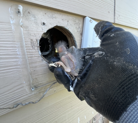 The Restoration Attics - Houston, TX. Humane Bird Removal