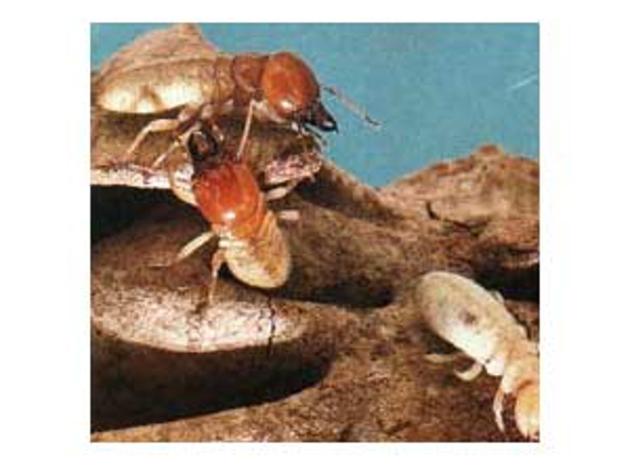 Mr Exterminator - Noarlunga Downs, SA