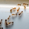 Bug Off Termite & Pest Control gallery