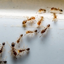 Bug Off Termite & Pest Control - Pest Control Equipment & Supplies