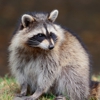 Humane Wildlife Control gallery