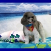 Cool Dog Grooming Studio LLC gallery