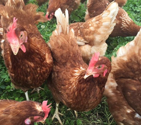 Milo's Poultry Farms - Bonduel, WI