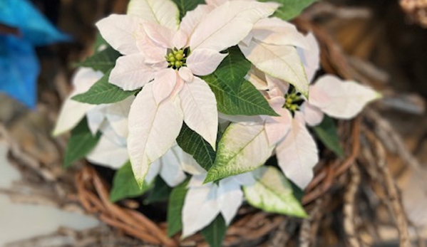 Blanchard’s Blossoms and Garden Center - Mason City, IA