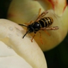 Presto-X Pest Control gallery