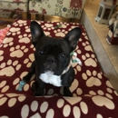 Pampered Pooch