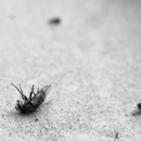 Acme Exterminating Corp - Insecticides