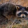 Ratman Rodent & Wildlife Removal gallery