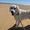 Top Dog Walk gallery