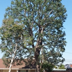 TreeCare Arborists