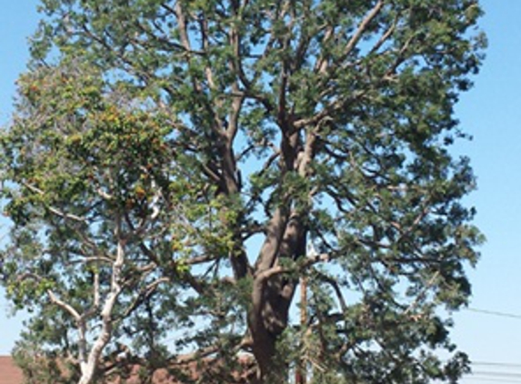 TreeCare Arborists - Garden Grove, CA