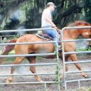 Horse Training and Farrier Services Florida - Horse Training