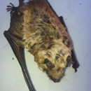 Bat Specialist Of Michigan - Pest Control Services