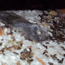 Hall Pest Management