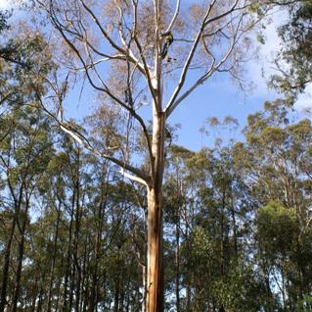 Drouin Tree Services - Drouin, VIC