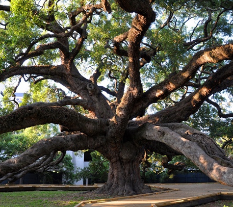 Joles Tree Service - Baton Rouge, LA