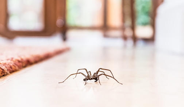 Waltham Pest Services - Agawam, MA