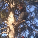 Stillwell's Tree Services - Arborists