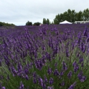 Jardin du Soleil Lavender - Garden Centers