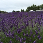 Jardin du Soleil Lavender