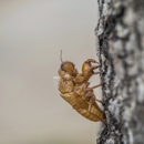 Niles Exterminating - Pest Control Equipment & Supplies