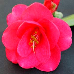 Camellia Grove Nursery - Glenorie, NSW