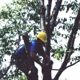 Birchcrest Tree & Landscape