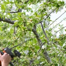 Coco Tree Service Corp. - Tree Service