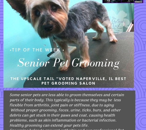 The Upscale Tail Pet Grooming Salon - Naperville, IL. Senior Pet Grooming