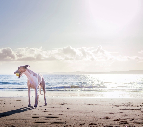 Tweed Coast Vet - Cabarita Beach, NSW