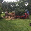 Steve's Tree Service & Removal - Tree Service