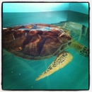 Sea Turtle Inc - Tourist Information & Attractions