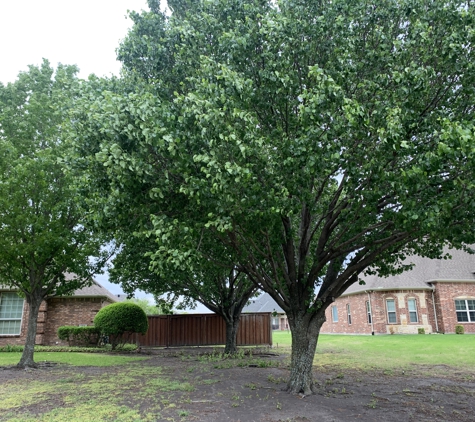 Texas Treehouse Tree Service & Stump Grinding - Mesquite, TX. 2 Tree Removal & Stump Grinding In Sunnyvale,Tx