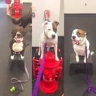 Sit Means Sit Dog Training Raleigh