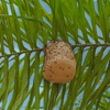 Holmes Termite & Pest Control gallery