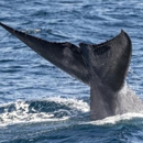 San Diego Whale Watch - Boat Tours