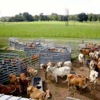 Lonestar Livestock Equipment Company Inc gallery