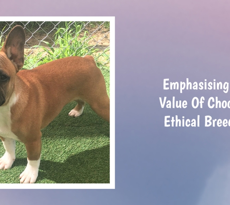 Tralinka French Bulldogs - Muchea, WA. Emphasising The Value Of Choosing Ethical Breeders
