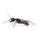 Ralph & Son's Pest Control - Pest Control Services