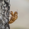 Lemke Pest Control gallery