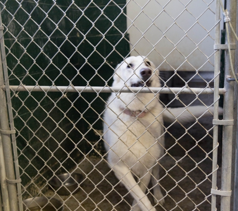 Brushbow Boarding Kennels - West Chicago, IL. STARR