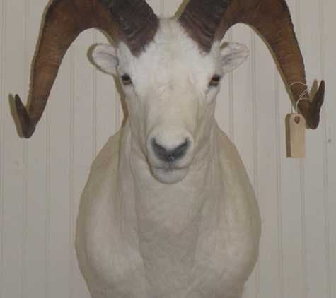 Sportmaster Taxidermy - Chatsworth, GA